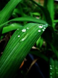 wet grass