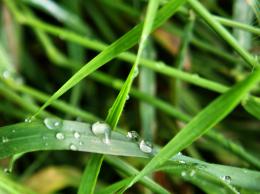 Wetgrass