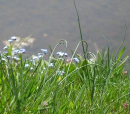 CurlyGrass