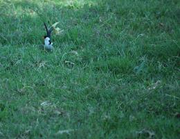 Birdie In The Grass