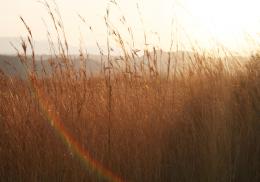 AfricanGrass