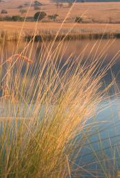 Grass next to Water