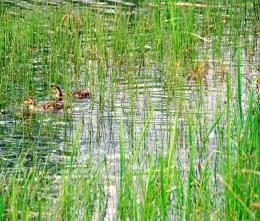 Pond Grass