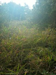 Mountain grass under the sun