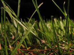 SleepingGrass