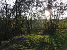 Forestgrass