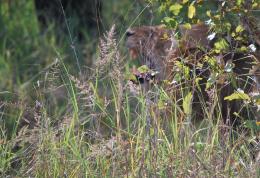 Lurking In The Grass