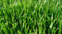 Grass