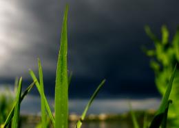 Evening storm