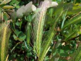 grass with the ear