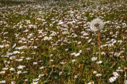 summer grass