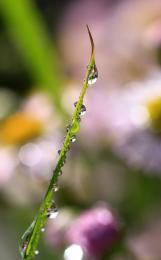 Single Blade In Dew