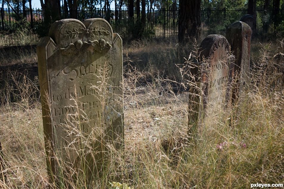 Overgrown gravestones