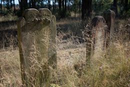 Overgrown gravestones