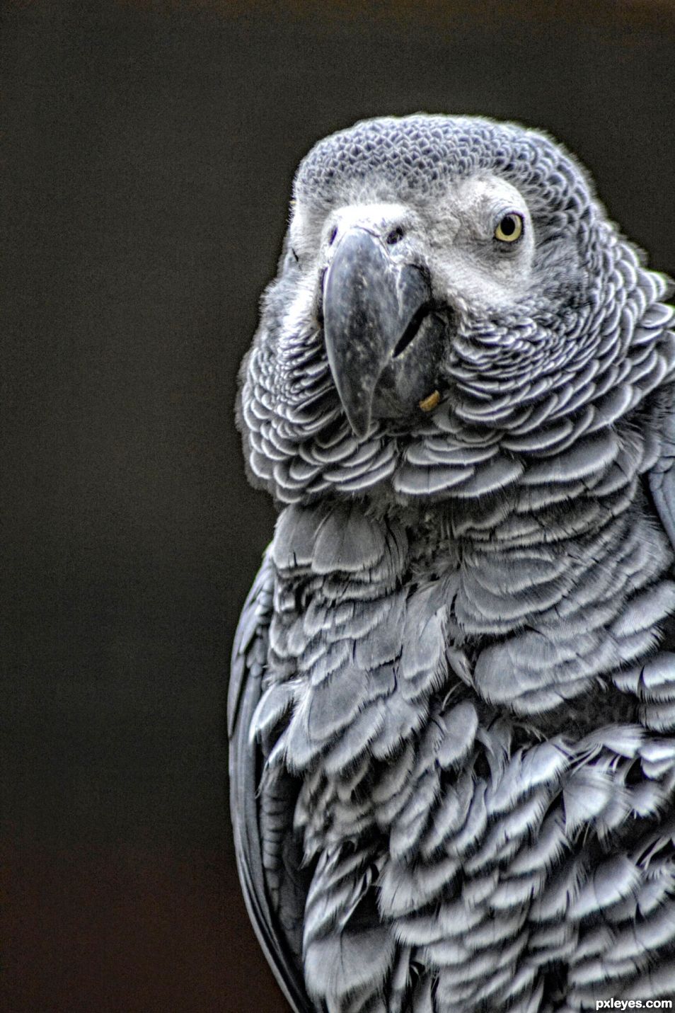 Grey Parrot