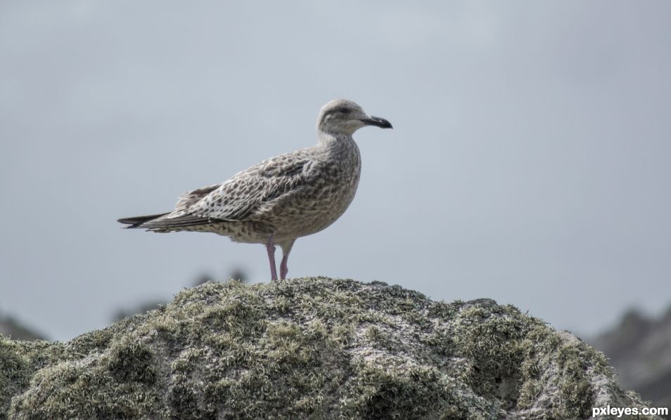 Young seagull on the rocks