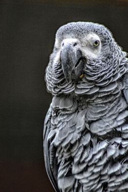 Grey Parrot