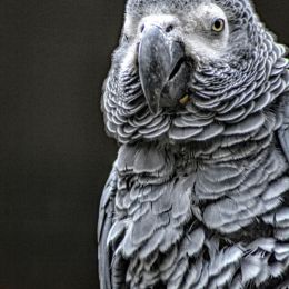 GreyParrot