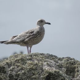 Youngseagullontherocks