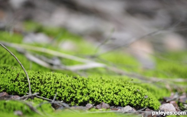 Moss