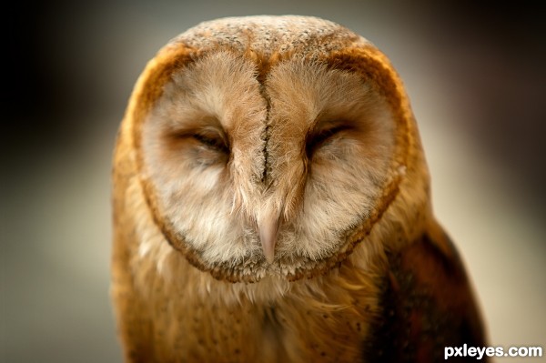 Owl photoshop picture)