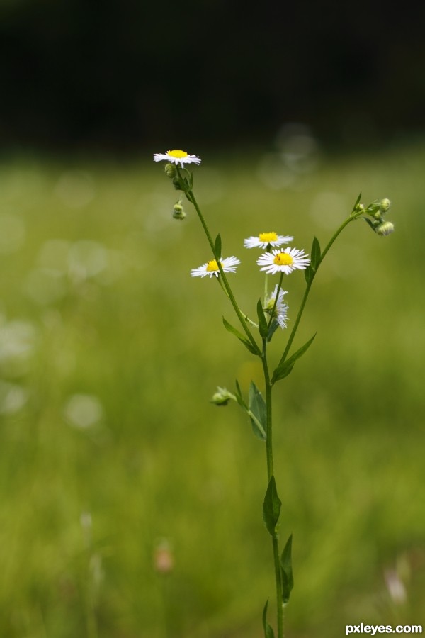 Wild Flower photoshop picture)