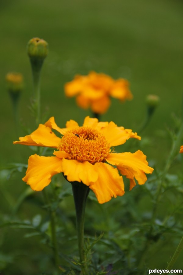 Yellow flower