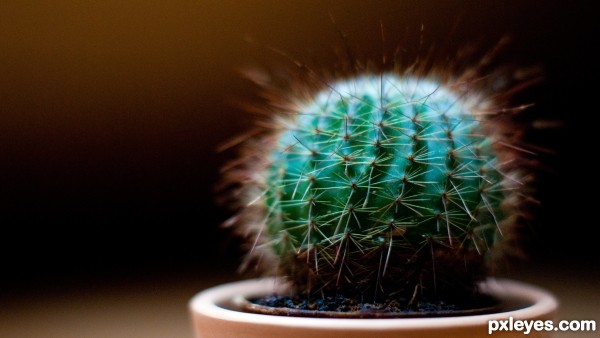 cactus photoshop picture)