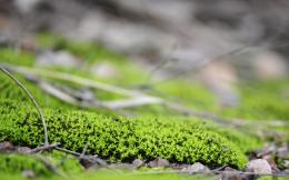 Moss