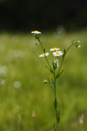 Wild Flower