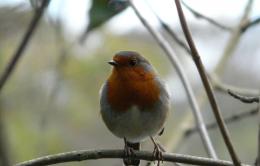 robin