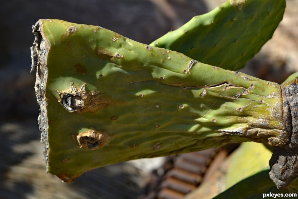 Prickly Pear Plant