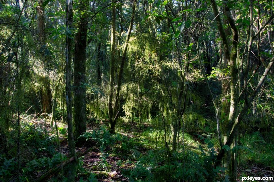 Dappled light