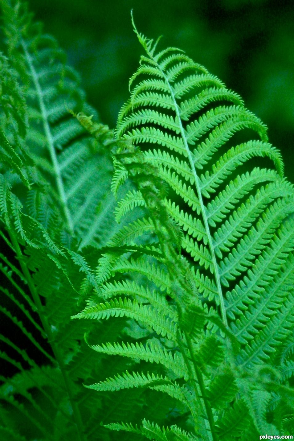 Fern