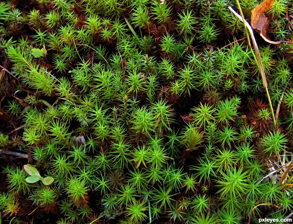 Green vegetation