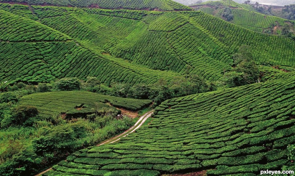 Tea Plantation