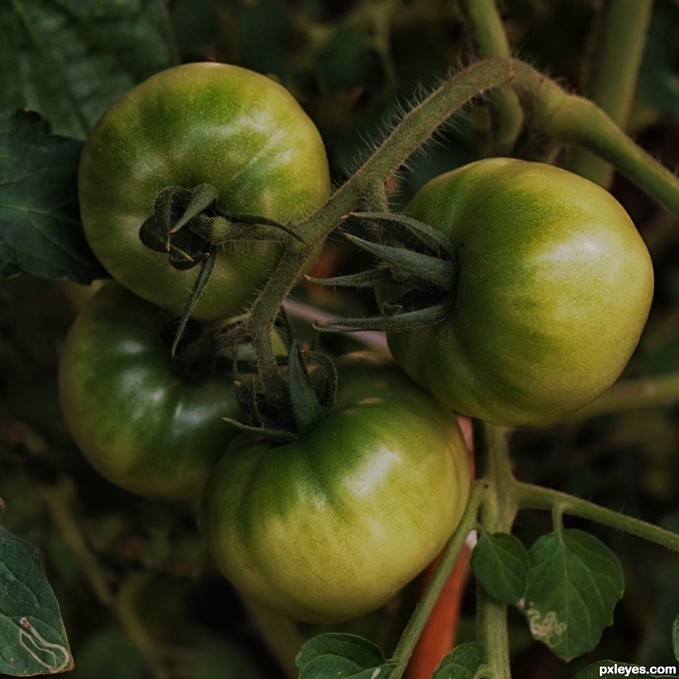 Not Fried Green Tomatoes