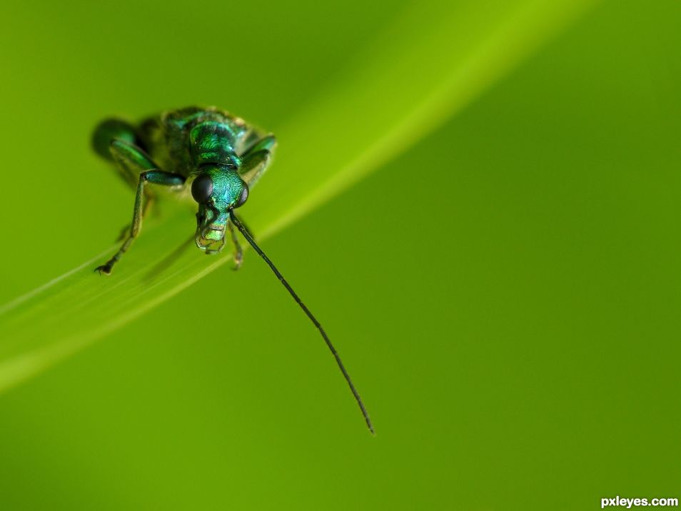 False oil beetle