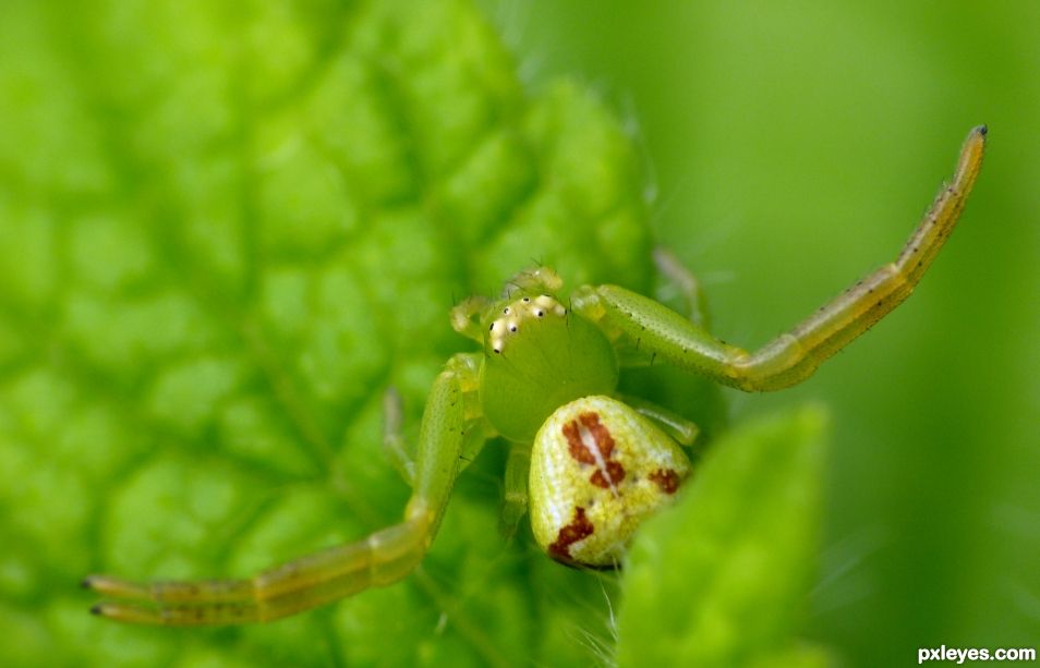 Crab spider