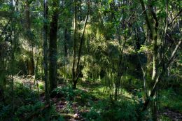 Dappled light