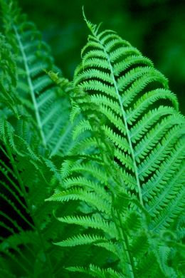 Fern