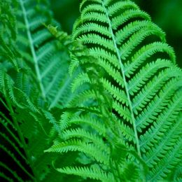 Fern