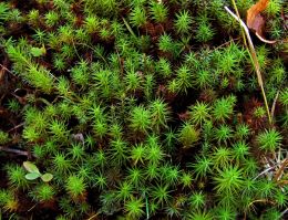 Green vegetation