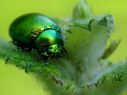 Green Mint Beetle