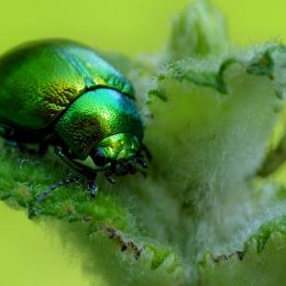 GreenMintBeetle