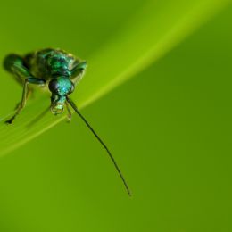 Falseoilbeetle