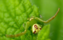 Crab spider