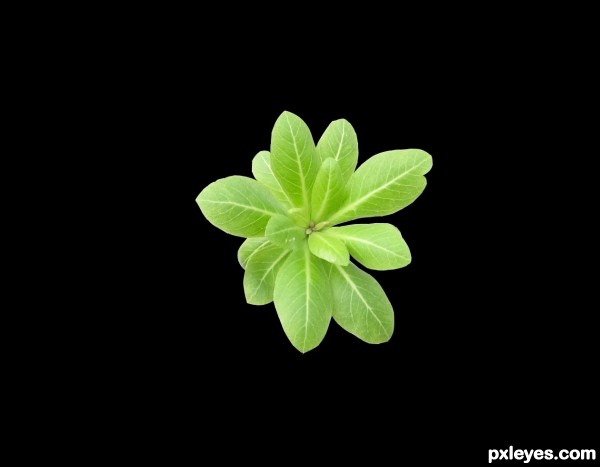 Creation of Leaf & Flower: Step 1