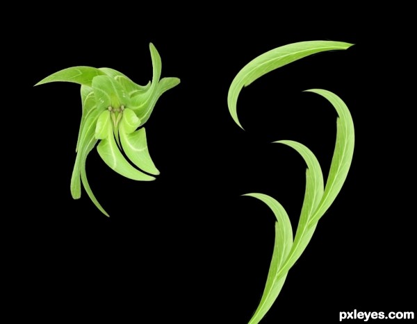 Creation of Leaf & Flower: Step 3