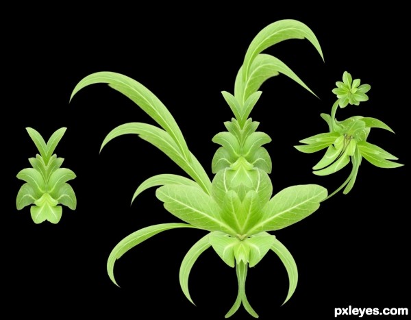 Creation of Leaf & Flower: Step 4